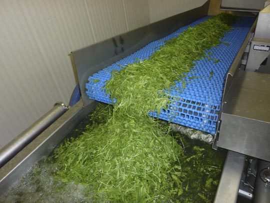 Salladstransport till tv&auml;ttning